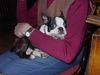 Boston Terrier Foto: Madison Avenue fühlt sich sichtlich wohl (ID 17760) Boston Terrier Hund