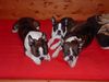 Boston Terrier Foto: Snoopy, Nelly u. Gipsy - wir sind eine Familie (ID 19418) Boston Terrier Hund