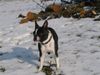 Boston Terrier Foto: Auch bei Toni in der Schweiz gab es Schnee! (ID 18377) Boston Terrier Hund