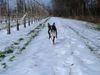 Boston Terrier Foto: Schnell nach Hause, es ist kalt (ID 18379) Boston Terrier Hund