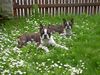 Boston Terrier Foto: Snoopy u.Gipsy-die Sonne tut in den Augen weh! (ID 11899) Boston Terrier Hund