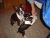 Boston Terrier Foto: Amber sieht Nena beim Frühstück zu !!! (ID 16233) Boston Terrier Hund