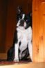 Boston Terrier Foto (ID 11906) Boston Terrier Hund