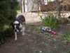 Boston Terrier Foto: Alex pirscht sich an die Ostereier (ID 10501) Boston Terrier Hund