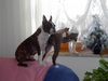 Boston Terrier Foto: Gipsy und ihr Sohn Alex halten Ausschau (ID 8142) Boston Terrier Hund