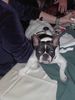 Boston Terrier Foto: Enschi ist nicht gut erzogen! (ID 19537) Boston Terrier Hund