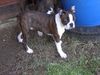 Boston Terrier Foto: Alex, am Tag genau, 16 Wochen jung (ID 8143) Boston Terrier Hund