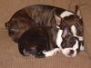 Boston Terrier Foto: Amber und Nena beim Mittagsschläfchen (ID 16234) Boston Terrier Hund