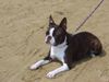 Boston Terrier Foto: Amber, am Strand von Bibione (ID 12311) Boston Terrier Hund