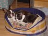 Boston Terrier Foto: Amber und Nena beim Spiel (ID 16235) Boston Terrier Hund