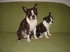 Boston Terrier Foto: Amber und Nena in Erwartung ! (ID 16236) Boston Terrier Hund