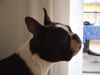 Boston Terrier Foto: Amber Countess of White Hunter´s Lodge (ID 12312) Boston Terrier Hund