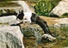 Boston Terrier Foto (ID 455) Boston Terrier Hund