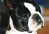 Boston Terrier Foto: Ch. Riley's Twice the Joey (ID 456) Boston Terrier Hund