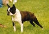 Boston Terrier Foto: Ch. Bo-K's Stormin' Norman (ID 458) Boston Terrier Hund