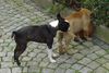 Boston Terrier Foto: Das darf nur ich! (ID 20578) Boston Terrier Hund