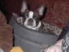 Boston Terrier Foto: Shirley beim Jägerwirt (ID 8297) Boston Terrier Hund
