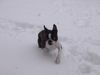 Boston Terrier Foto: Snoopy meint, jetzt reicht es aber bald ! (ID 18939) Boston Terrier Hund
