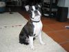 Boston Terrier Foto: Anthony - der stolze Schweizer Staatsbürger (ID 8413) Boston Terrier Hund
