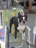 Boston Terrier Foto: Aramis von der Urlaken als Zuschauer in Oberwart (ID 13055) Boston Terrier Hund