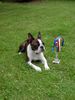 Boston Terrier Foto: IHA Oberwart - Alex V1, JB (ID 12995) Boston Terrier Hund