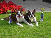 Boston Terrier Foto: IHA Oberwart 2004 (ID 12992) Boston Terrier Hund