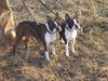 Boston Terrier Foto: Gipsy u. Nelly beim Frühlingsspaziergang (ID 30297) Boston Terrier Hund