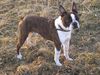 Boston Terrier Foto: Snoopy ist in Frühlingsstimmung (ID 30298) Boston Terrier Hund