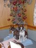 Boston Terrier Foto: Gipsy u. Snoopy im Hotel Jenbacherhof (ID 11836) Boston Terrier Hund