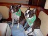 Boston Terrier Foto: Gipsy wurde durch Shirley zum Rapidfan (ID 18917) Boston Terrier Hund