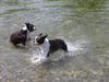 Boston Terrier Foto: Tolles Wetter, klares Wasser, super Stimmung (ID 12991) Boston Terrier Hund
