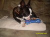 Boston Terrier Hund