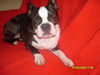 Boston Terrier Hund