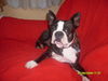 Boston Terrier Hund