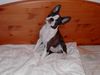 Boston Terrier Foto: ANN ist sehr auifmerksam (ID 16586) Boston Terrier Hund