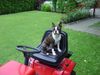 Boston Terrier Foto: Amber, nochmals live bei der Arbeit (ID 12310) Boston Terrier Hund