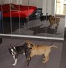 Boston Terrier Foto: ...zwei, vier, sechs... (ID 20669) Boston Terrier Hund