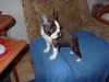 Boston Terrier Foto: Magic Ann of Andy´s Dream (11 Wo) (ID 15798) Boston Terrier Hund