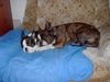 Boston Terrier Foto: Ann und Olivier sind sich einig ! (ID 15799) Boston Terrier Hund