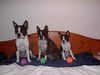Boston Terrier Foto: Neue Spielbälle für Snoopy, Gipsy und Nelly (ID 17268) Boston Terrier Hund