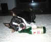 Boston Terrier Foto: Toni wird doch kein Alkoholiker werden ? (ID 16587) Boston Terrier Hund