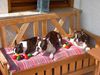 Boston Terrier Foto: Im Rudel Ostereier suchen ist doch super (ID 19815) Boston Terrier Hund