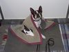 Boston Terrier Foto: Auch ich war Gast bei der IHA in Tulln (ID 15302) Boston Terrier Hund
