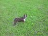 Boston Terrier Foto: Shirley auf der Wiese der Laabacher Schenke (ID 12432) Boston Terrier Hund