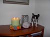 Boston Terrier Foto: Ich bin schon größer als die Blumenvase (ID 15801) Boston Terrier Hund