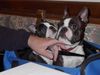 Boston Terrier Foto: Nena und Amber meinen, das Kraulen tut uns gut (ID 16589) Boston Terrier Hund