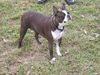 Boston Terrier Foto: Shirleys Osterspaziergang im Neandertal (ID 19870) Boston Terrier Hund
