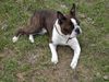 Boston Terrier Foto: Snoopy genießt den Ostermontag in freier Natur (ID 19871) Boston Terrier Hund