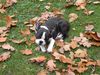 Boston Terrier Foto: Nena Oranjelust vom Hengstbachtal (12 Wo) (ID 15796) Boston Terrier Hund