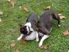 Boston Terrier Foto: Ann überfällt Amber im Spiel (ID 15800) Boston Terrier Hund